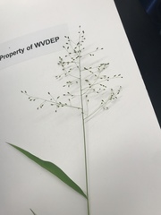 Dichanthelium microcarpon