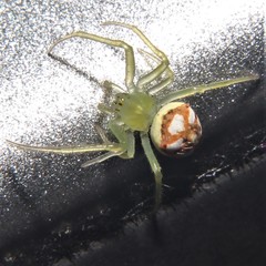 Araneus guttulatus