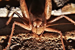 Atlanticus pachymerus