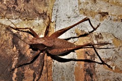 Atlanticus pachymerus