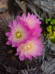 Eriosyce chilensis