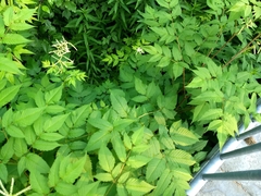 Aruncus dioicus acuminatus