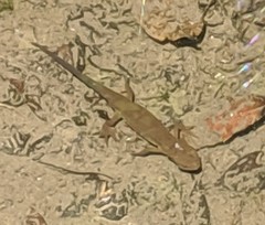 Cynops pyrrhogaster