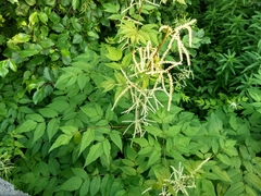 Aruncus dioicus acuminatus
