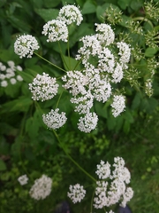 Aegopodium