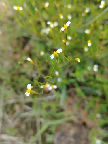 Tagetes micrantha, photograph 6