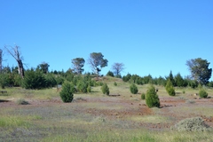 Cupressus guadalupensis