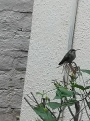 Cynanthus latirostris