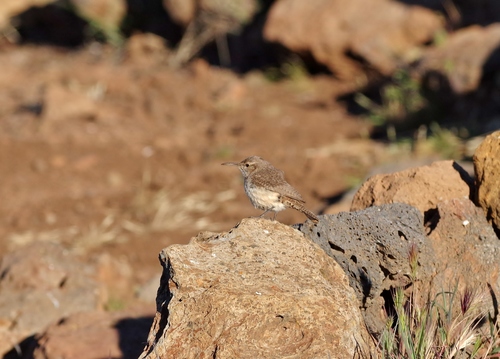 Guadalupe Rock Wren