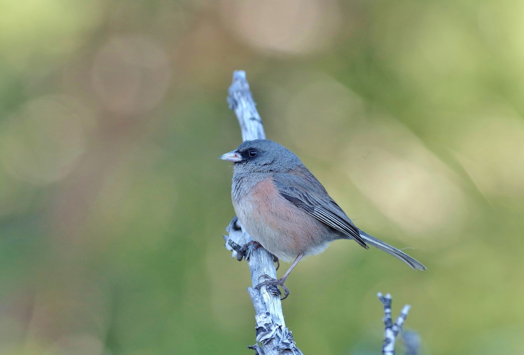 Guadalupe Junco