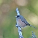 Guadalupe Junco - Photo (c) thibaudaronson, some rights reserved (CC BY-SA), uploaded by thibaudaronson