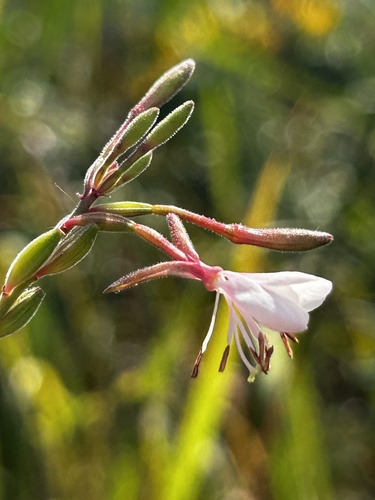 Image of Oenothera gaura by no rights reserved