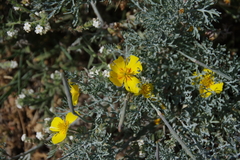 Eschscholzia ramosa