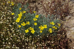 Eschscholzia ramosa