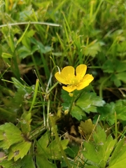 Ranunculus repens