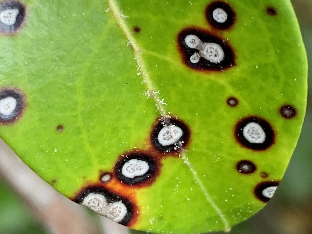 Mountain Laurel Leaf Spot (Spring Fungi of the Greater Washington DC