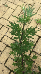Asteraceae