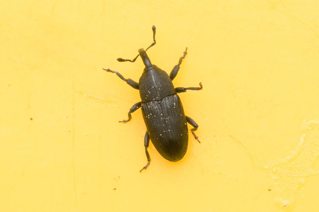 Melanobaris morio