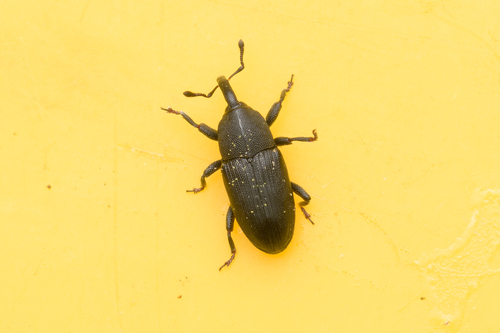 Melanobaris morio