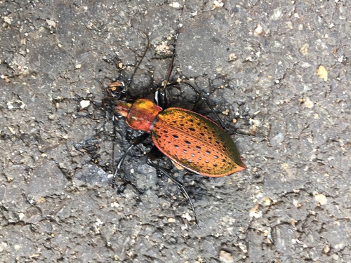 Carabus smaragdinus