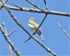 Vireo gilvus