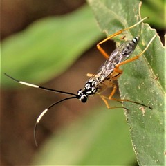 Polycyrtus neglectus