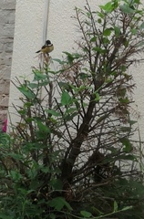 Sporophila torqueola