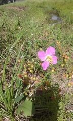 Rhexia mariana mariana