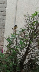 Sporophila torqueola