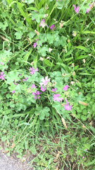 Malva sylvestris