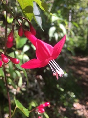 Ipomoea repanda