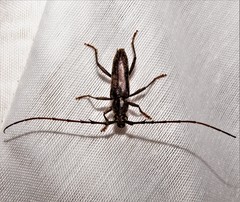 Elaphidion mucronatum