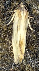 Eucosma umbrastriana