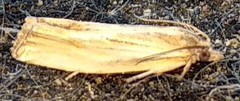 Eucosma umbrastriana