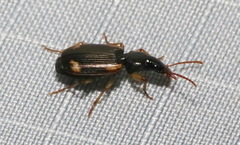 Apenes sinuata