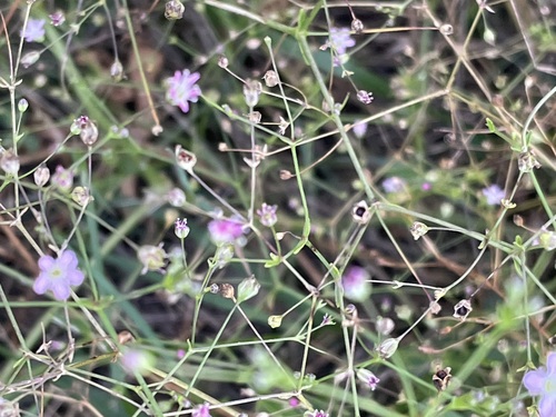 Image of Gypsophila perfoliata by no rights reserved