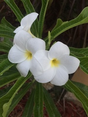 Plumeria pudica