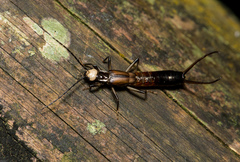 Paratimomenus flavocapitata