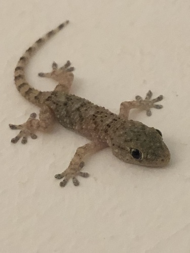 Moorish Gecko