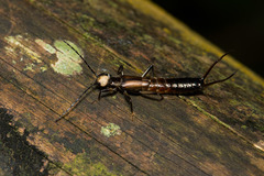 Paratimomenus flavocapitata