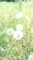 Asteraceae