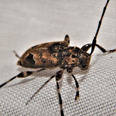 Graphisurus triangulifer