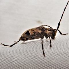 Graphisurus triangulifer