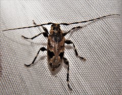 Graphisurus triangulifer