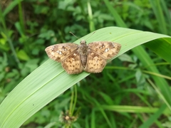 Polyctor enops