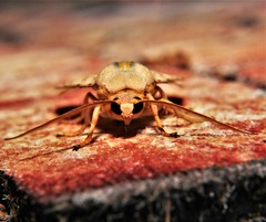 Halysidota tessellaris