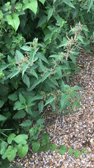Urtica dioica