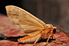 Halysidota tessellaris