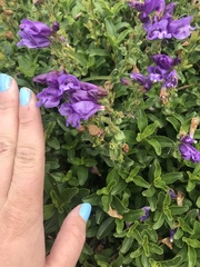 Penstemon cardwellii