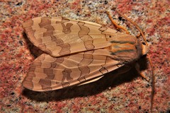 Halysidota tessellaris